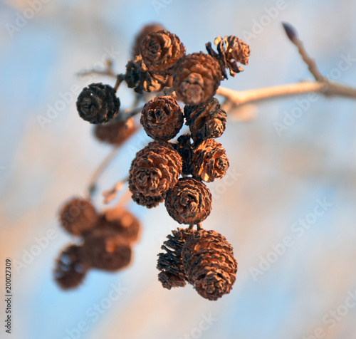 alder cones in the background of the spring sky