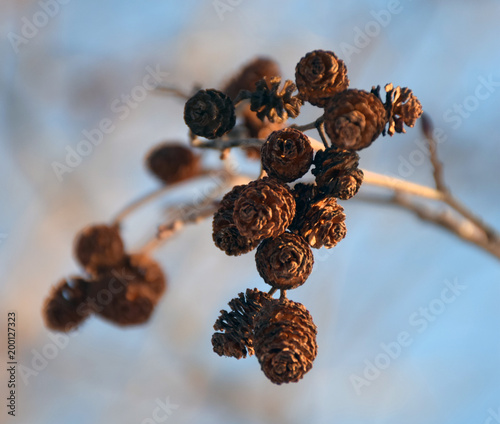 alder cones in the background of the spring sky
