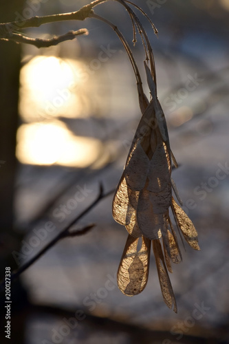maple seeds in the sunset