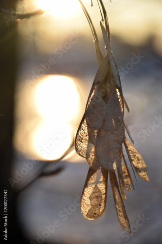 maple seeds in the sunset