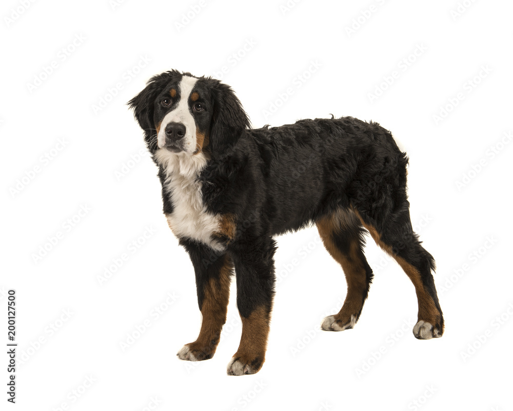 Young standing bernese mountain dog isolated on a white background
