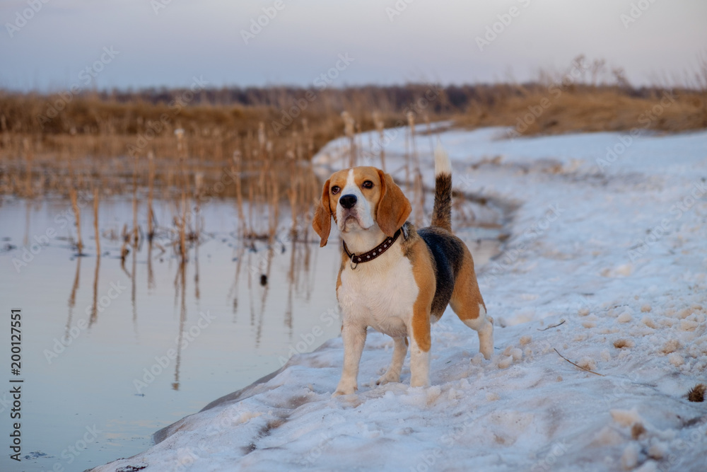 Beagle dog on a walk in the spring on the waterfront Beagle dog on a walk in the spring on the waterfront