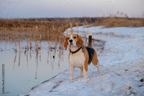 Beagle dog on a walk in the spring on the waterfront