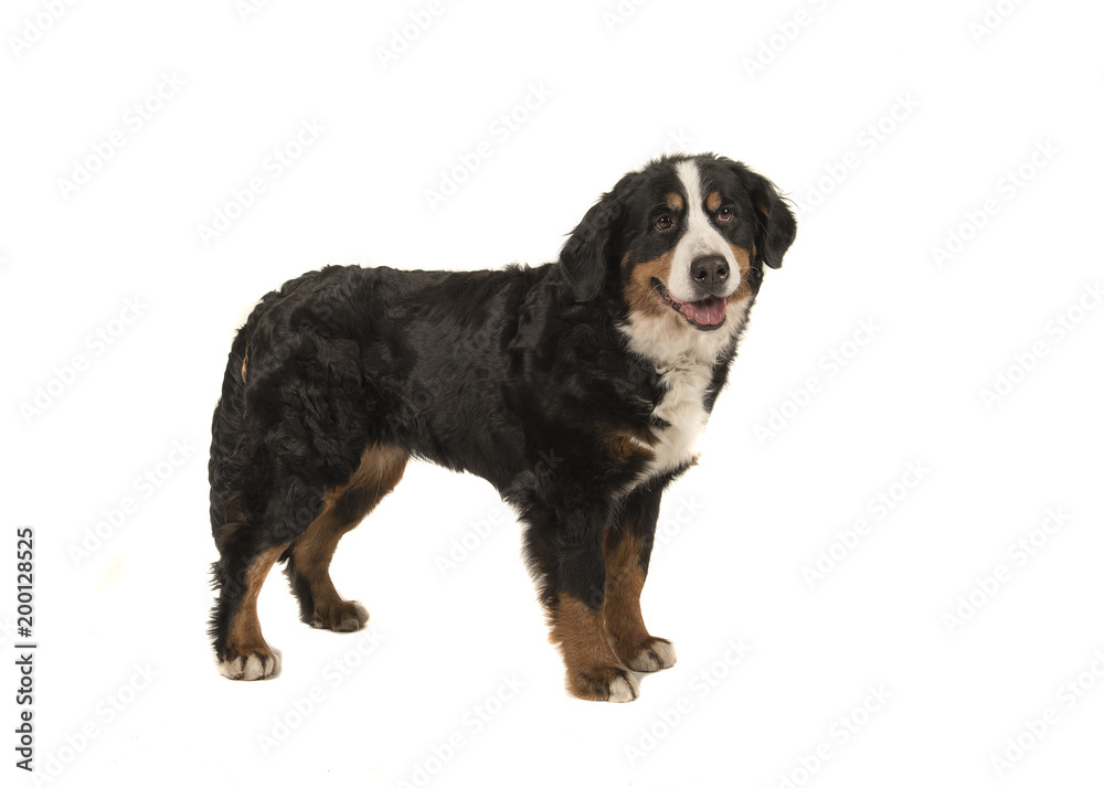 Standing adult bernese mountain dog isolated on a white background with mouth open Standing adult bernese mountain dog isolated on a white background with mouth open