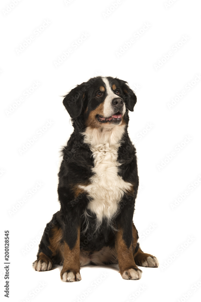 Sitting adult bernese mountain dog isolated on a white background with mouth open