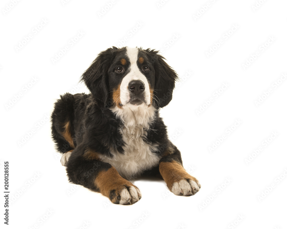 Young bernese mountain dog lying down isolated on a white background