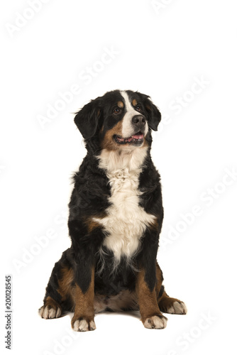 Fototapeta Naklejka Na Ścianę i Meble -  Sitting adult bernese mountain dog isolated on a white background with mouth open
