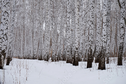 Winter. Birch forest