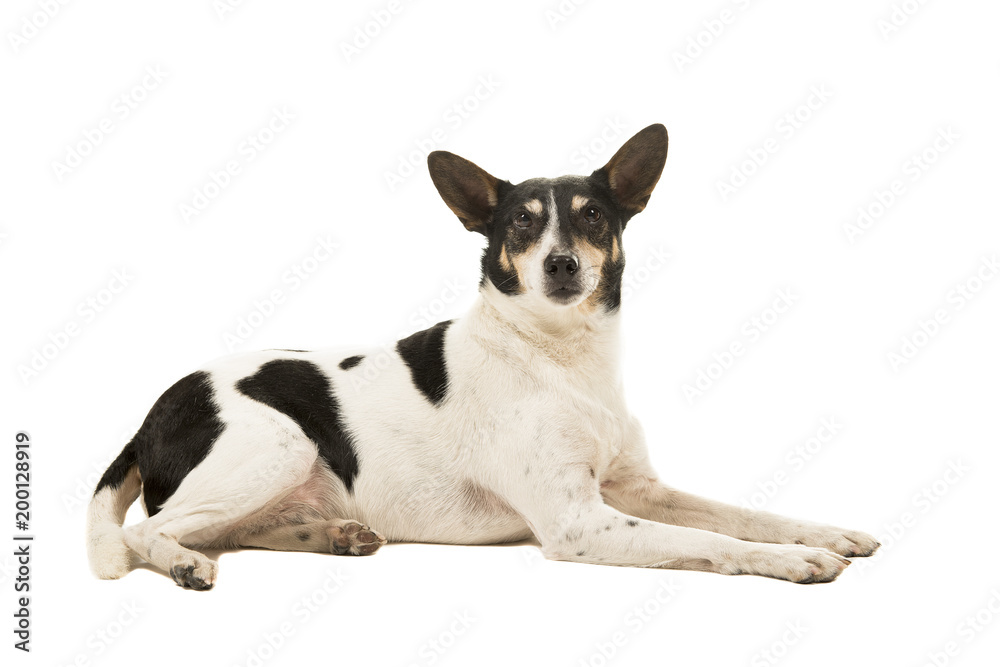Dutch boerenfox terrier dog lying down looking at the camera on a white background