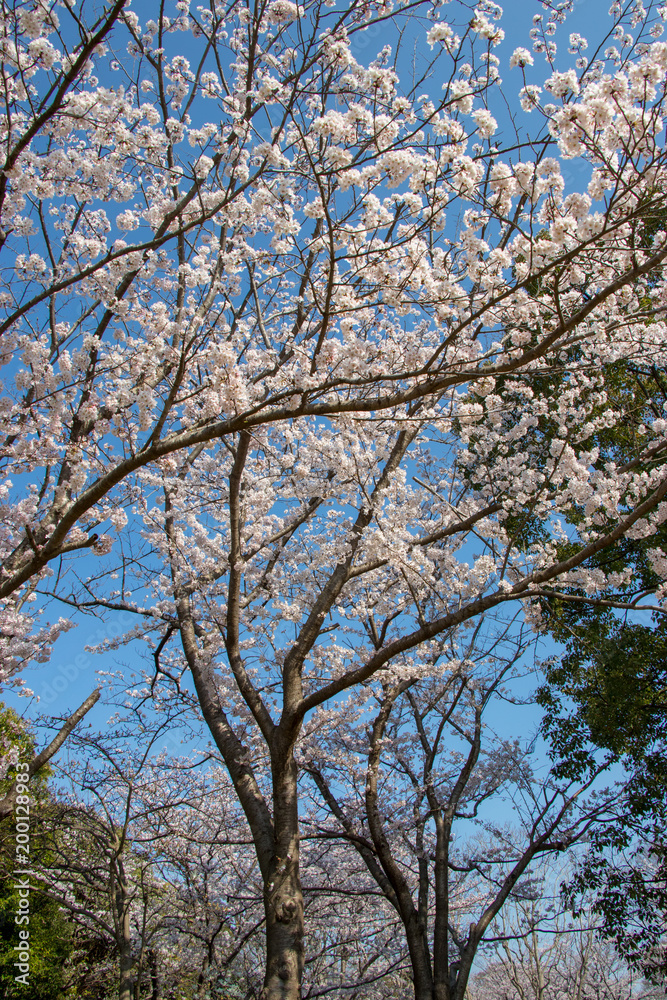 Cherry blossoms in spring day, Japan Cherry blossoms in spring day, Japan