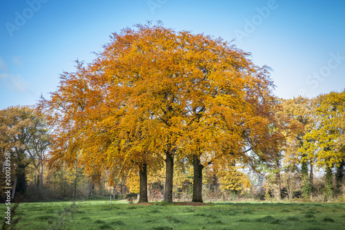 Three beech trees in beautiful autum colors