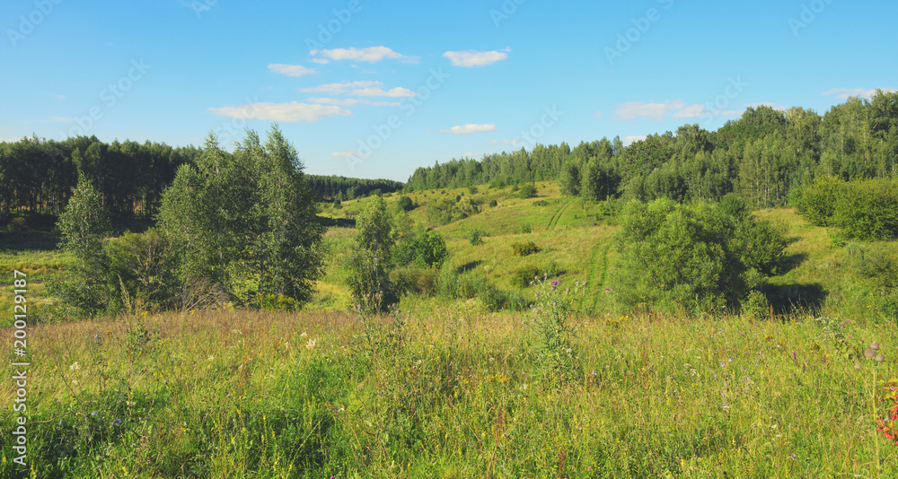 Green hills with growing trees.Summer landscape.