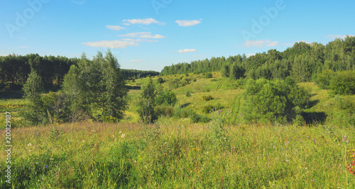 Green hills with growing trees.Summer landscape.
