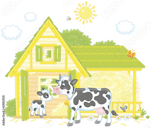 Spotted cow and her small calf near their barn on a milk farm, a vector illustration in cartoon style
