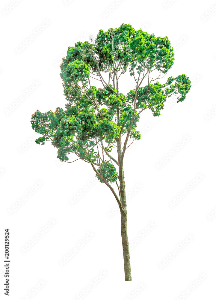 Tree on a white background,clipping paths. Tree on a white background,clipping paths.