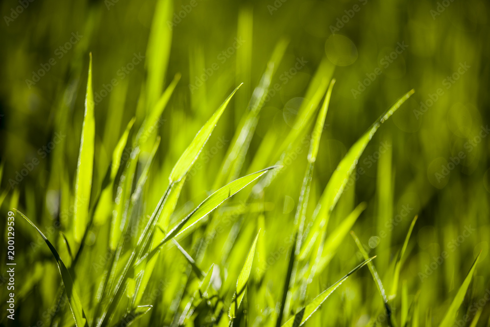 Obraz premium Green grass in morning sun light