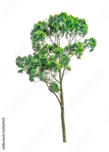 Tree on a white background clipping paths.