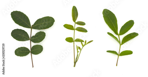 brazilian pepper leaf or Florida holly  isolated on white background  herb  food  medicine
