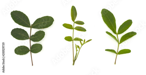 brazilian pepper leaf or Florida holly, isolated on white background, herb, food, medicine photo