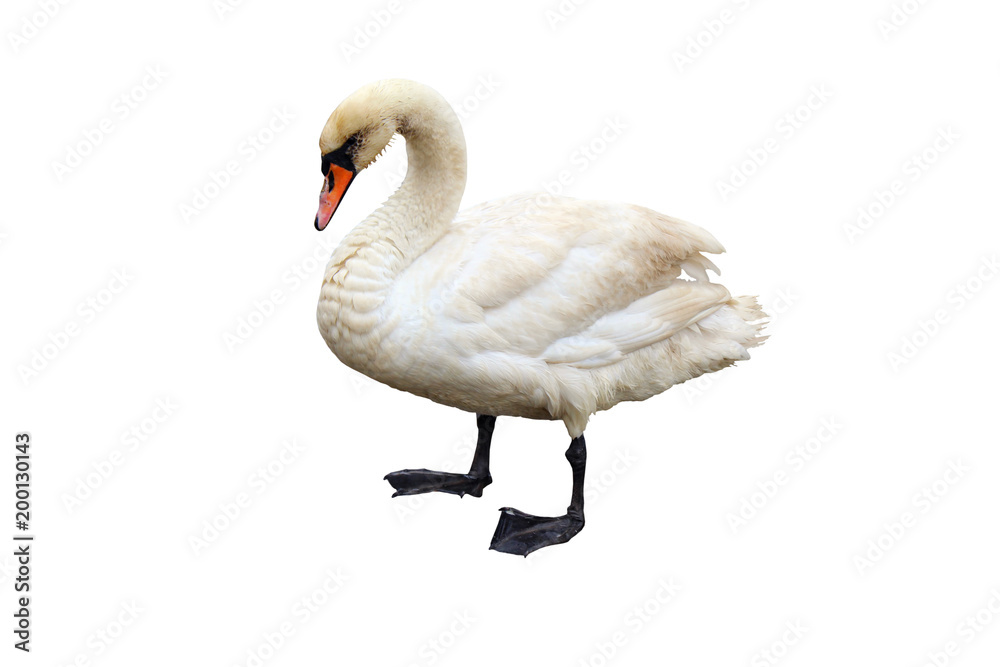 Fototapeta premium Swan isolated on white