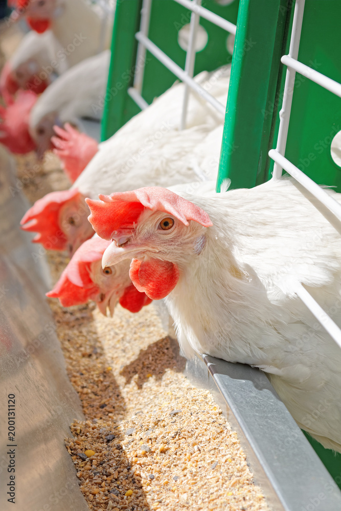 White hens in a row on the farm