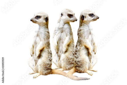 Three meerkats, standing together on hind legs, isolated on a white background