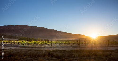 Fototapeta Naklejka Na Ścianę i Meble -  Sunrise at the vineyard in Cederberg Mountains South Africa