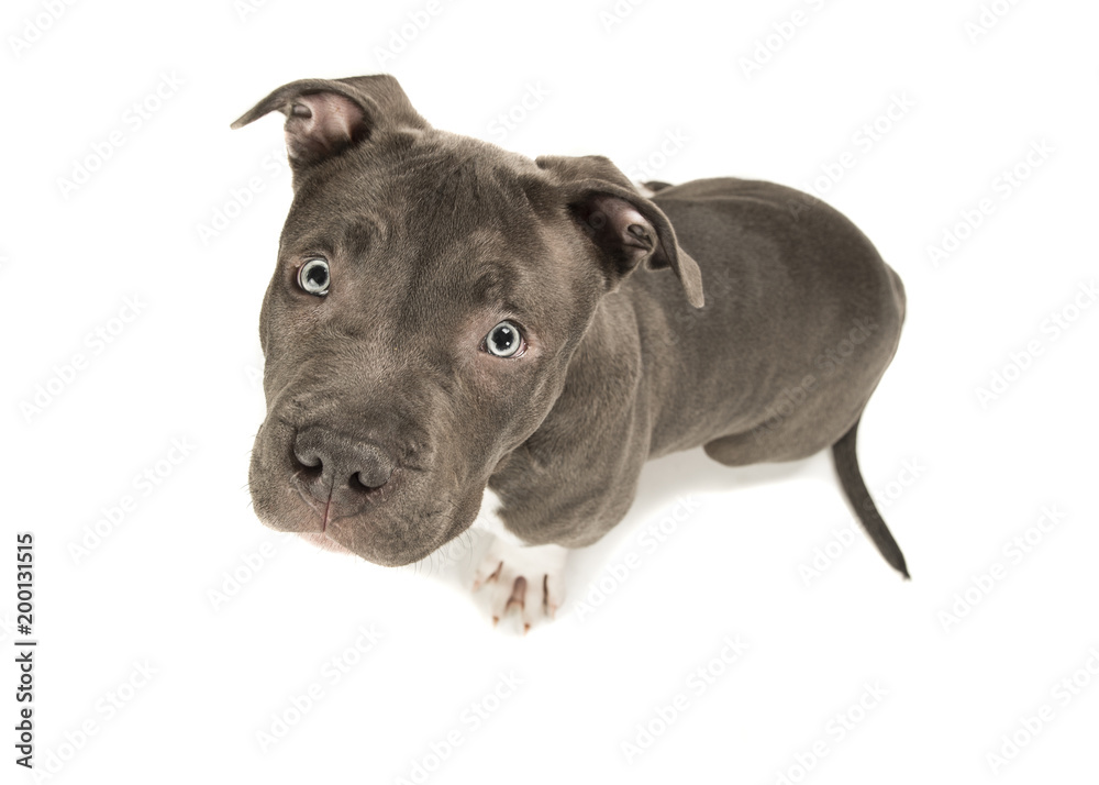 Cute american bully puppy with blue eyes looking up seen from a high angle isolated on a white background Cute american bully puppy with blue eyes looking up seen from a high angle isolated on a white background