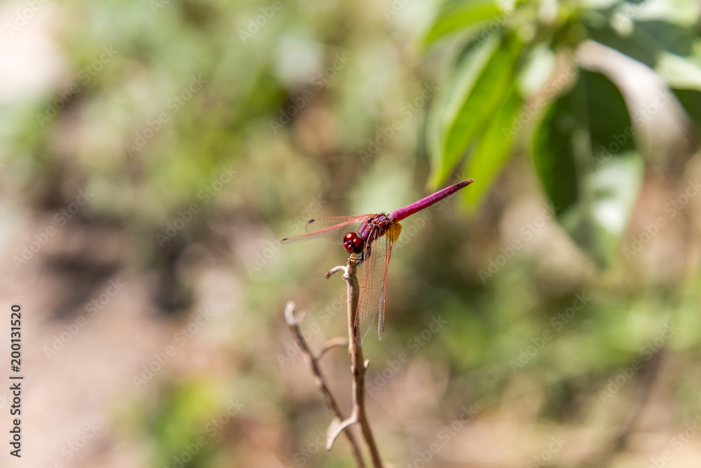 Violet drop wing dragonfly (Trithemis annulata) closeup in Nizwa, Oman Violet drop wing dragonfly (Trithemis annulata) closeup in Nizwa, Oman