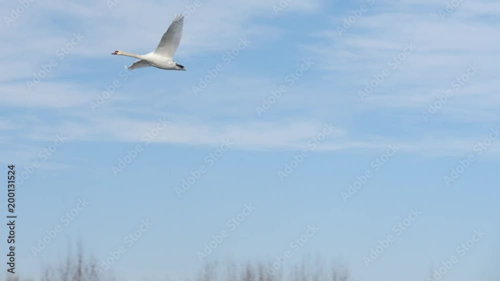 A beautiful white swan flies over the ground A beautiful white swan flies over the ground