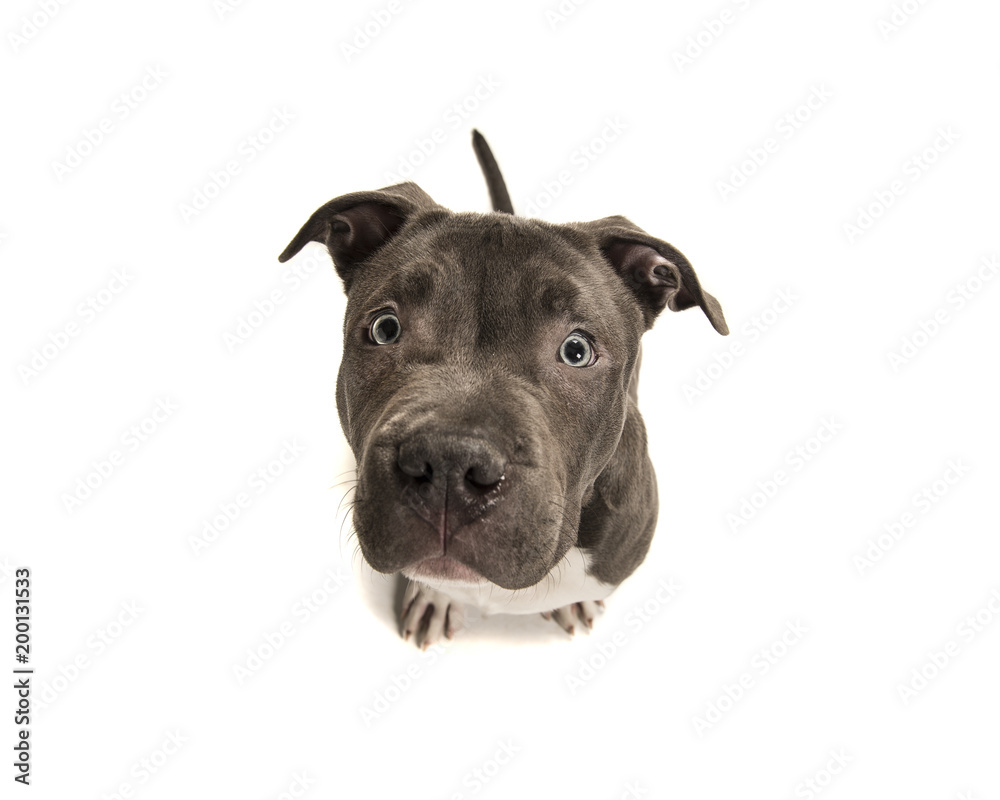 Funny american bully puppy with blue eyes looking up seen on a white background Funny american bully puppy with blue eyes looking up seen on a white background