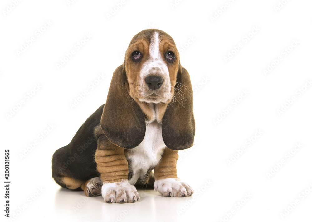 Cute sitting tricolor basset hound puppy looking at the camera isolated on a white background