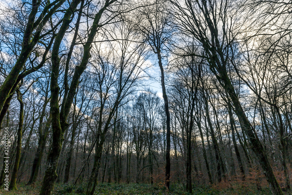 Fototapeta premium Des arbres dans une forêt française, pointant vers un ciel bleu avec quelques nuages