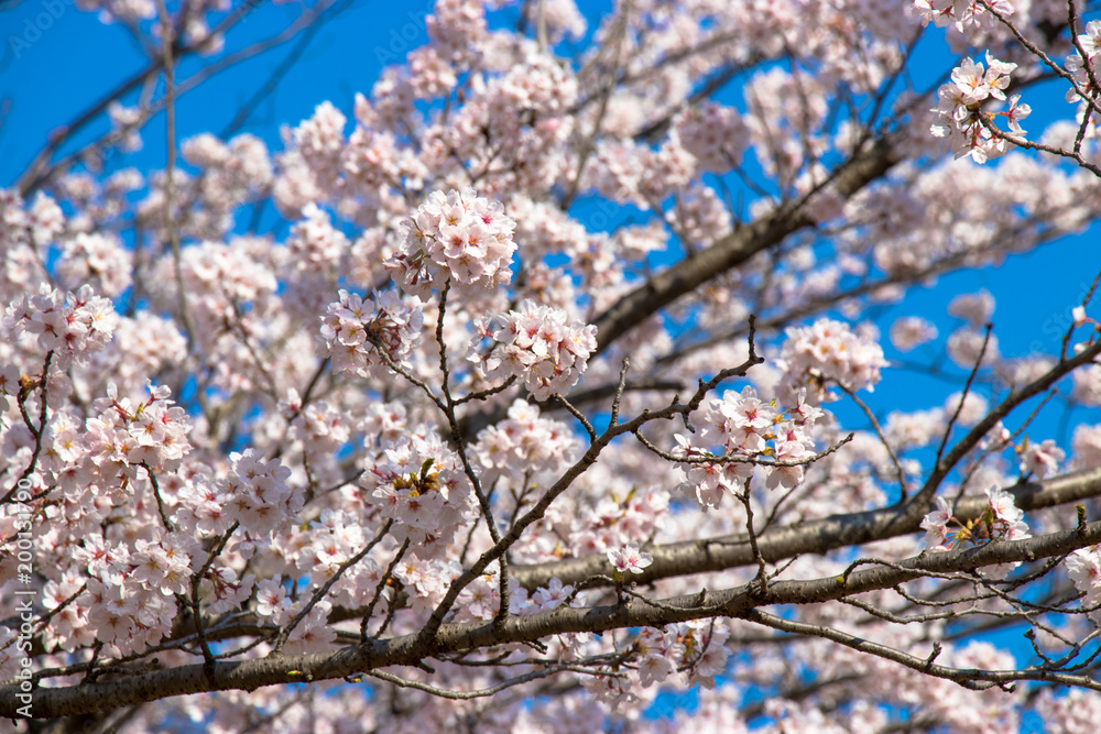 Cherry blossoms in spring day, Japan