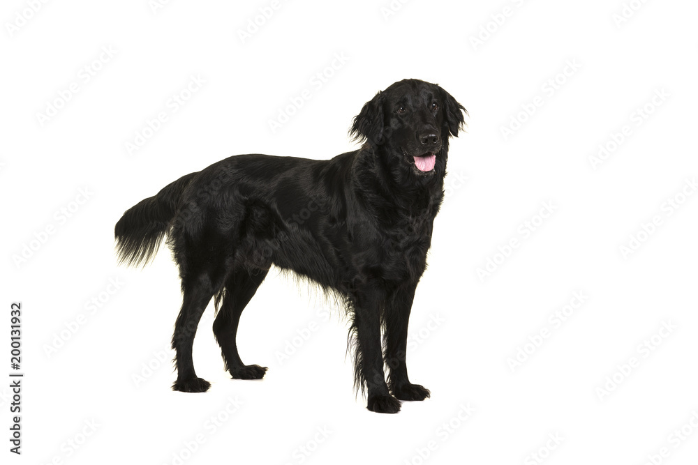 Black flatcoat retriever dog standing isolated on a white background Black flatcoat retriever dog standing isolated on a white background