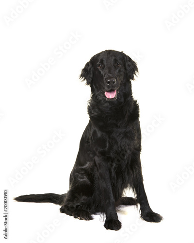 Black flatcoat retriever dog sitting looking at camera isolated on a white background © Elles Rijsdijk