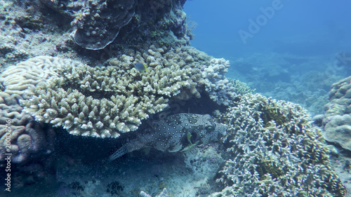 underwater world of the South China Sea fugu fish