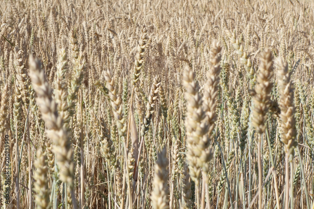 Fototapeta premium Kornfeld