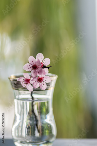 Pink cherry flowers blooming with branch in a small glass on a green background