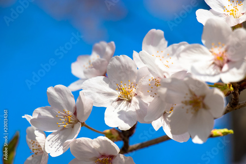 Cherry blossoms in spring day, Japan © 政昭 大橋