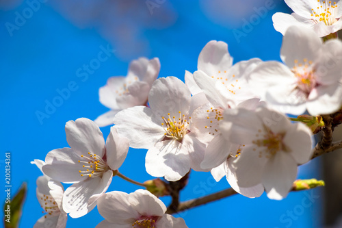 Cherry blossoms in spring day, Japan