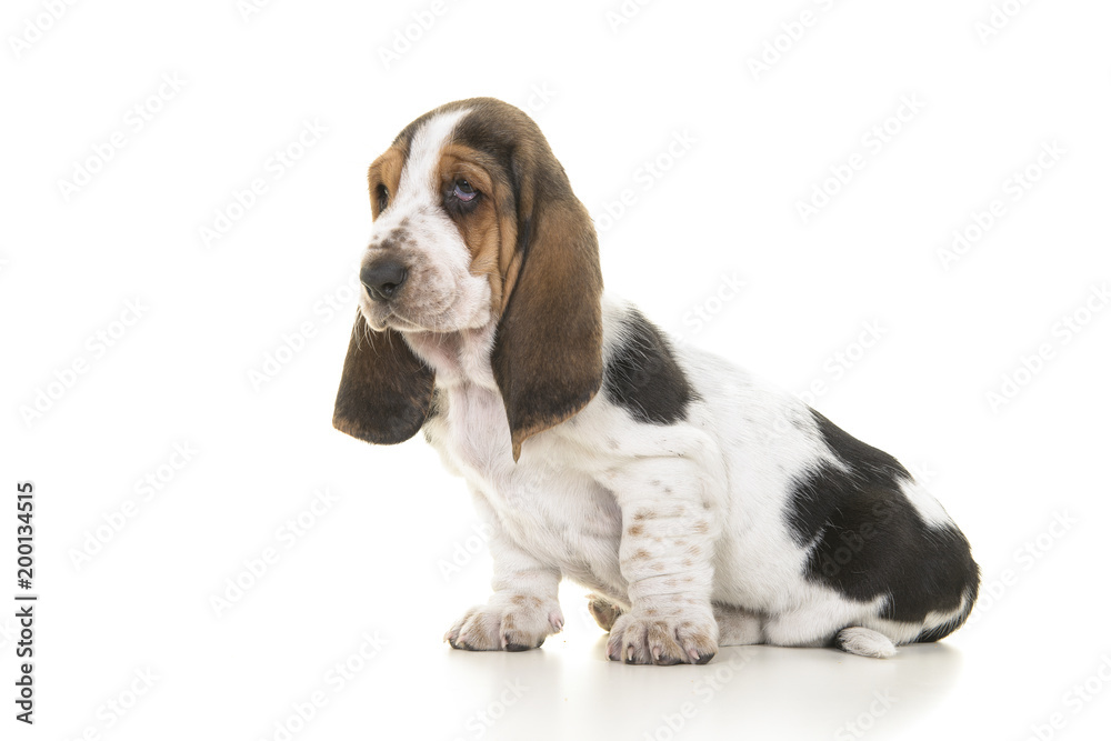 Cute sitting tricolor basset hound puppy looking away isolated on a white background seen from the side