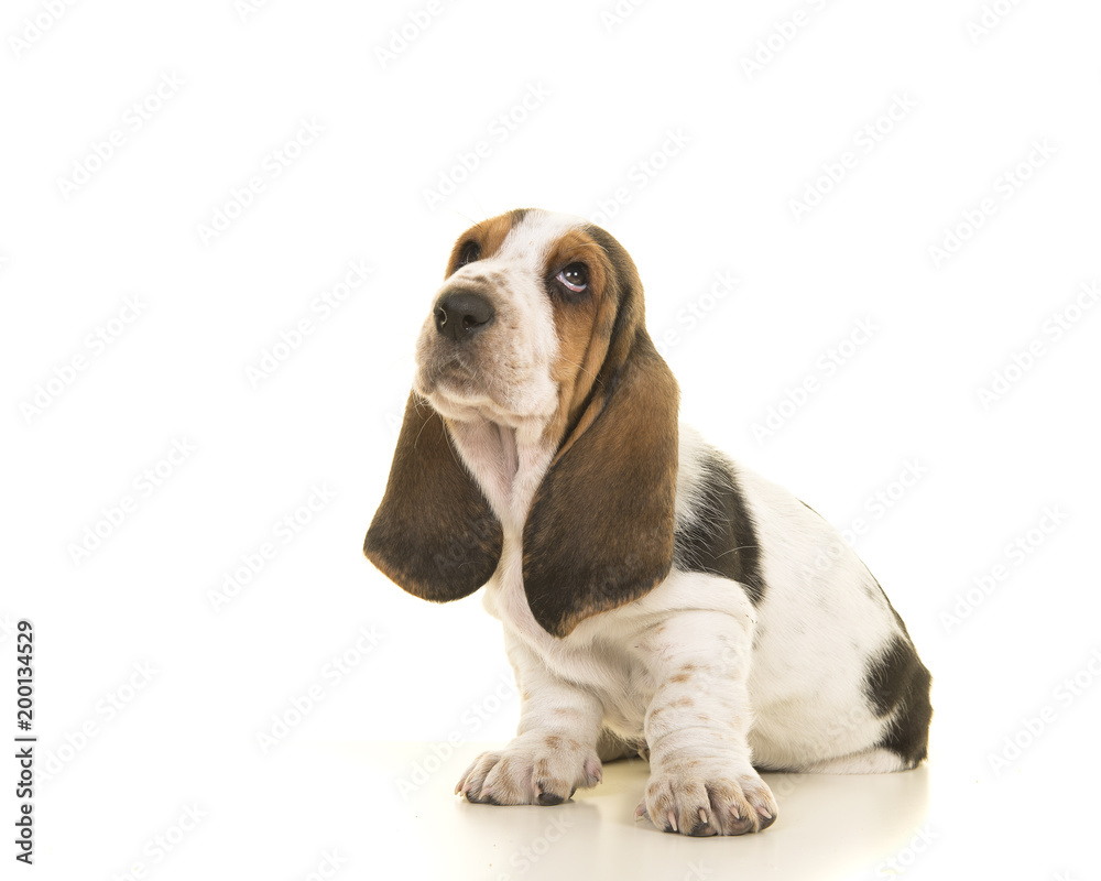 Cute sitting tricolor basset hound puppy looking up isolated on a white background seen from the side