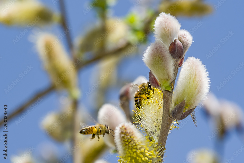 Fototapeta premium closeup of a bee working on a yellow flower