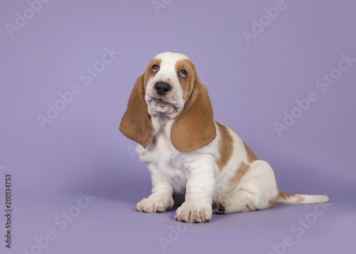 Cute bicolor basset hound puppy sitting on a lavender purple background seen from the front looking up