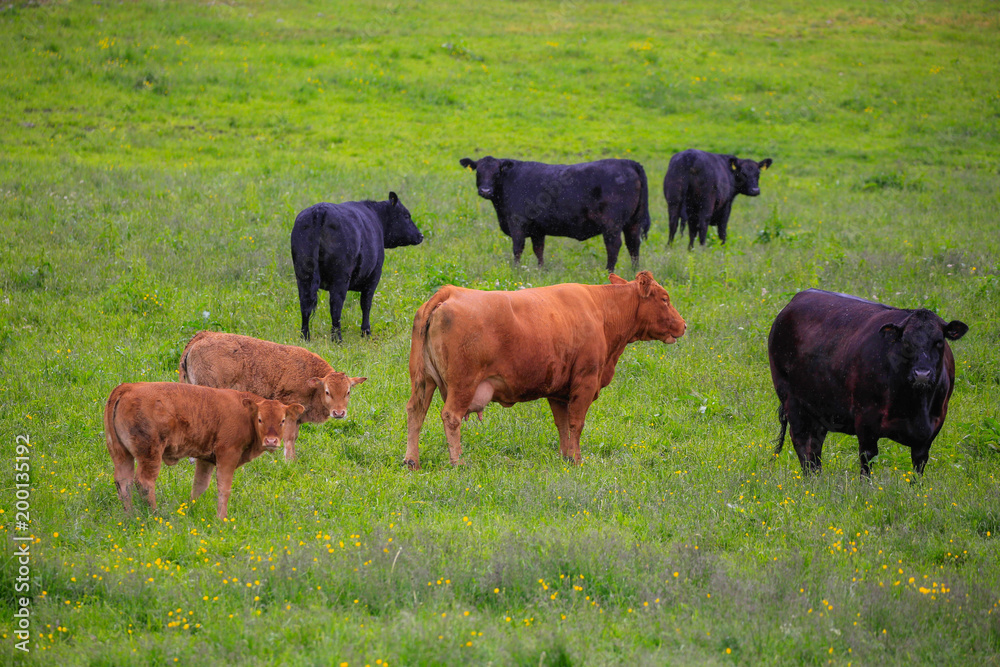 Cow on pasture in Northern Norway