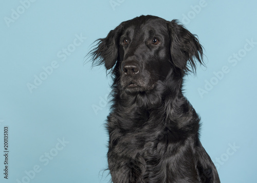 Portrait of a black flatcoat retriever dog looking away to the left on a blue background