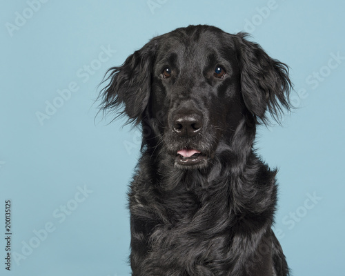 Portrait of a black flatcoat retriever dog on a blue background