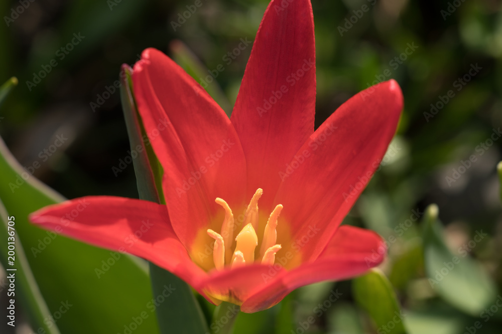 Mini red tulip flower