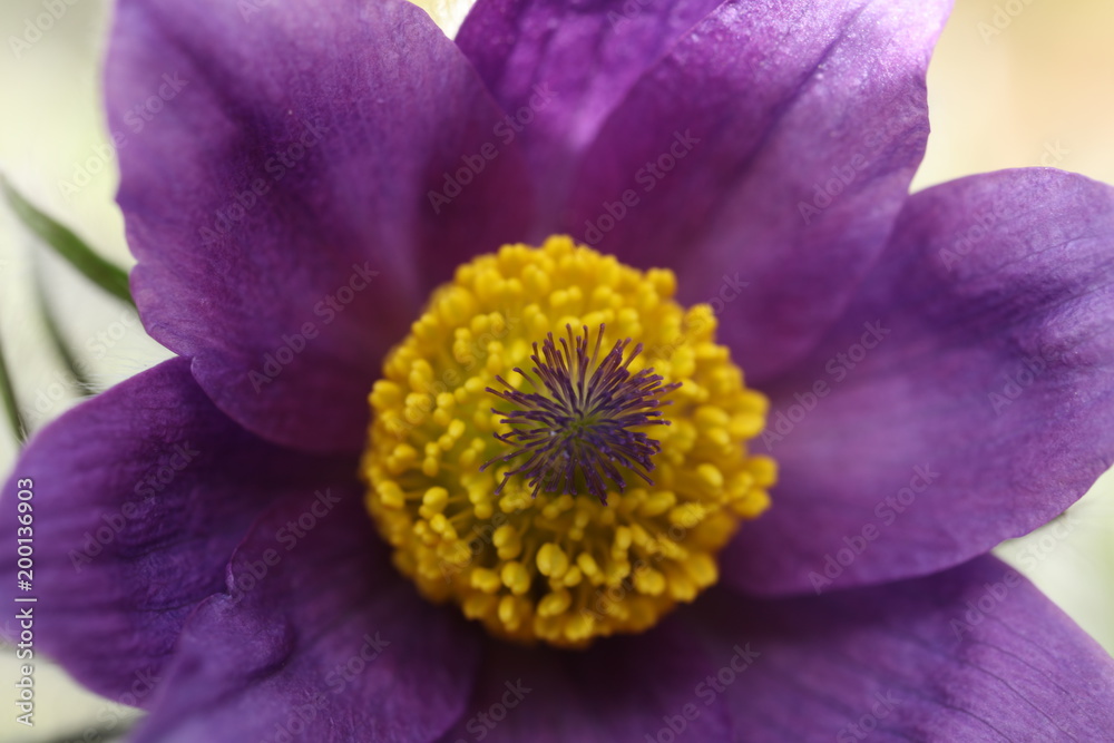 Blühende Küchenschelle Pulsatilla Vulgaris Blühende Küchenschelle Pulsatilla Vulgaris